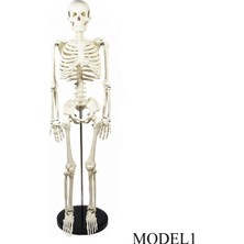 Temel Insan Maketi 85 cm (Sadece Iskelet Modeli) Model 1