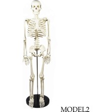 Iskelet Modeli 85 cm (Omurilik ve Sinir Modeli) Model 2