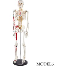Temel Insan Eğitim Modeli 85 cm (Yarım Vücut Iskelet Maketi) Model 6