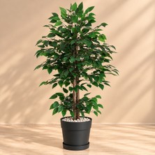 Erhan Flowers 140 cm Yapay Benjamin Ağacı Yeşil Yapraklı Dekoratif Siyah Plastik Saksılı Yapay Ağaç
