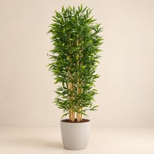 Erhan Flowers Yapay Bambu Ağaç 160 cm 7 Gövdeli Beyaz Saksılı