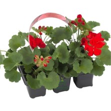 Odea Tr Kırmızı Sardunya Fidesi, 2 Adet, Saksılı, 10-25CM, Salon Balkon Çiçeği