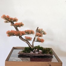 Odea Tr El Yapımı Turuncu Bonsai Dekor | Doğal Ağaç Gövdeli Premium Masaüstü Sanatsal Mini Ağaç | Ev & Ofis Dekoru | Huzur Veren Hediyelik Tasarım