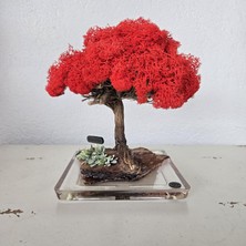 Odea Tr El Yapımı Kırmızı Bonsai | Doğal Gerçek Ağaç Gövdeli Masa Üstü Dekor | Kırmızı Şoklanmış Yosun Tasarım | Premium Ev & Ofis Hediyelik Aranjman | Epoksi Tabanlı El Yapımı Sanat Dekoru