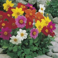 Odea Tr Karışık Renkli Bodur Dahlia Çiçeği Tohumu (80 Tohum)
