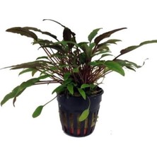 Odea Tr Cryptocoryne Petchii Saksı Canlı Bitki