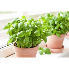 Odea Tr Emerito Tatlı Fesleğen Tohumu (250+ Tohum) - Aromatik Kokulu, Ev ve Saksı Yetiştiriciliğine Uygun Fesleğen Tohumu