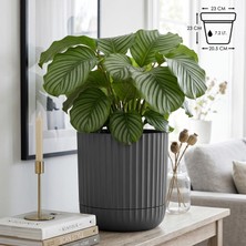 Odea Tr Sütun Saksı Kendinden Tabaklı Drenajlı Plastik Çiçek Saksısı (1 Adet, Antrasit, 7.2 Litre)