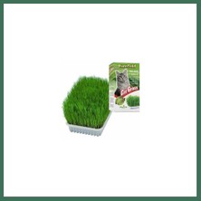 Bezos Cat Grass Kedi Çimi Bss
