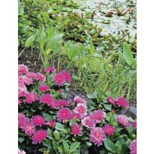 aklow akyoleticaret My Sketch Book, Pink Flowers, Lily Pads, Gifts For Women, Men, Teens, Boys And Girls, Drawing, Doodling, Painting, List Making, Writing, 150 Pages