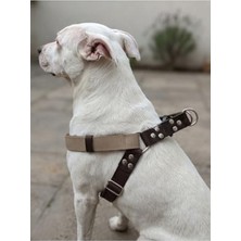 Rafta Büyük Irk Köpekler Için Ayarlanabilir Kahverengi Göğüs Tasması