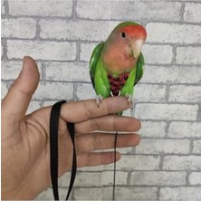 Rafta Kırmızı ve Siyah Renkli Cennet Papağanı Tasması, Süpriz Hediye ile