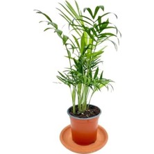 Rafta Chamaedorea Elegans Dağ Palmiyesi, BTSR421