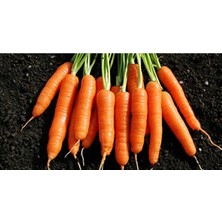 Rafta Nantes Havuç Tohumu, 10GR
