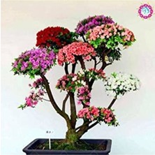 Rafta Dashing Look Japon Gülü Ağacı Bonsai Tohumu TH-159888369854TDR