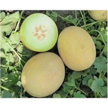 Rafta Ananas Kavun Tohumu, 15 Adet Paket