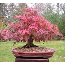 Rafta Bodur Japon Redwood Bonzai Tohumu, 5 Adet, Özel Yetiştirme