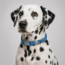 Rafta Gobypet Desenli Köpek Boyun Tasması 25 Mm, Ayarlanabilir 39-55 Cm, Güçlendirilmiş Emniyet Kilitli Toka, Paslanmaz Metal D Halka, Dayanıklı Kumaş, Günlük Kullanım, Yürüyüş ve Eğitim Için
