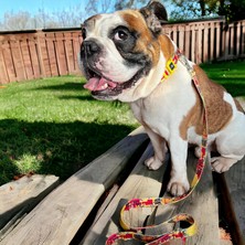 Str Store Köpek Gezdirme Kayışı – Geri Dönüştürülmüş, Sağlam Karabina Metal Kancalı, Yumuşak Dokulu, Emniyetli, Tüy Toplamaz, Ayarlanabilir, Küçük ve Büyük Irklar, Recycled.sarı Large