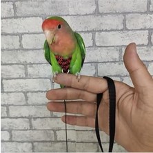 Rafta Cennet Papaganı Tasması Kırmızı Siyah + Süpriz Hediye