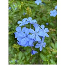Rafta Mavi Yasemin Fidanı 25-45 cm Saksılı Çiçekli Plumbago