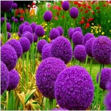 Rafta Tohum Dünyam 20 Adet Giant Ball Onion Allium Christophii Huge Hardy Perennial Tohumu