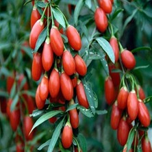 Rafta Tüplü Meyve Verme Yaşında Kırmızı Goji Berry Fidanı