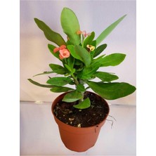 Rafta Nura Botanik Dikenler Tacı (Crown Of Thorns) Euphorbia, 10-55 Cm, Saksılı Kaktüs