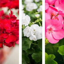 Rafta Nura Botanik 3'lü Karışık Renk Sardunya Çiçeği, 20-30 cm Saksılı, Pelargonium