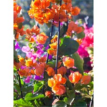 Rafta Serada Decor & Plant Turuncu Begonvil, 90-110 Cm, 1 Adet Saksılı Dış Mekan Dekoratif Bitkisi