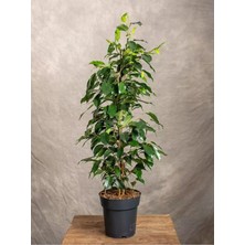 Rafta Serada Decor & Plant Canlı Parlak Yeşil Benjamin Çiçeği, 40-60 Cm, 1 Adet Saksılı