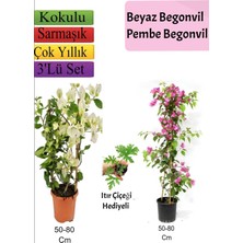 Rafta Nura Botanik Beyaz Pembe Begonvil, Itır Çiçeği Hediyeli, 50-80 Cm, 3'lü Set