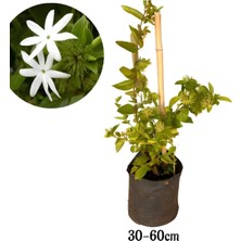 Rafta Nura Botanik Ful Yasemin Çiçeği Yoğun Kokulu 30-60CM Sarmaşık Bitki, Jasminum