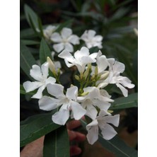 Rafta Nura Botanik Beyaz Zakkum Çiçeği Fidanı, 50-75CM Saksılı, Oleander Flower