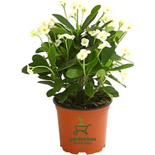 Rafta Nura Botanik Formlu Beyaz Renk Euphorbia Dikenler Tacı, 20-25 cm