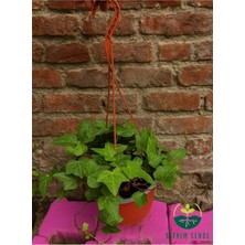 Rafta Gardenbox Hedera Helix Ingiliz Sarmaşığı, Çekici ve Dayanıklı Tırmanıcı Bitki, Çok Renkli