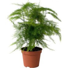 Rafta Gardenbox Yabani Tül Kuşkonmaz Çiçeği Saksılı 15-30CM, Asparagus Setaceus