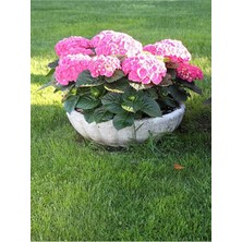 Rafta Serada Decor & Plant Bodur Ortanca Bitkisi, Hydrangea Macrophylla, 20-40 Cm, Saksılı, Pembe