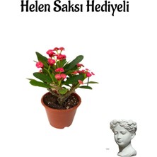 Rafta Kadınlar Gününe Özel Kırmızı Renk Milii Dikenler Tacı Çiçeği Helen Saksı Hediyeli, BTS001NA2029