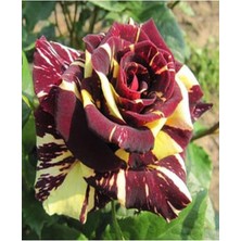 Rafta Nura Botanik Sihirbaz Gülü Fidanı Saksılı, 40-60 Cm, Çiçekli Bodur Bitkiler, Wizard Rose Sapling
