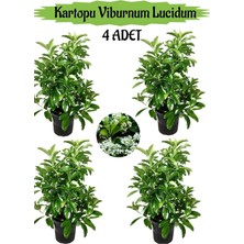 Rafta Kartopu Viburnum Lucidum 4 Adet 80-100 cm Saksılı Dış Mekan Bahçe Peyzaj Çit Bitkisi, BTS011705NA15