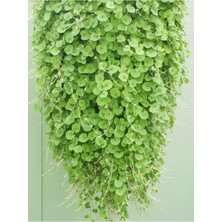 Rafta Zemin Örtücü Fare Kulağı- Dichondra Repens Saksılı 10-20CM