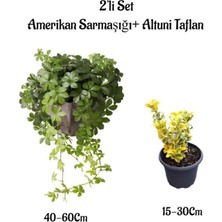 Rafta Serada Decor & Plant Amerikan Sarmaşığı + Altuni Taflan 2'li Set Çit Bitkisi Fidanı