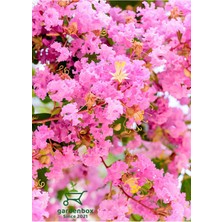 Rafta Nura Botanik Pembe Oya Ağacı Bitkisi, Saksılı, 30-60 Cm, Çiçekli Bahçe Bitkisi