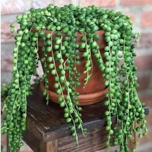 Rafta Nura Botanik Tesbih Boncuk Çiçeği, 1 Adet Saksılı, 20-40 Cm, Iç Mekan Bitkisi, Senecio Rowleyanus, Yeşil