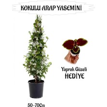 Rafta Nura Botanik Mis Kokulu Arap Yasemini, 50-70 Cm, Yaprak Güzeli Hediyeli