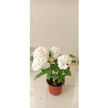 Rafta Gardenbox Beyaz Ortanca Saksılı, 34 cm Boy, Dolgun