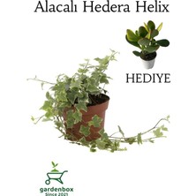 Rafta Gardenbox Alacalı Hedera Helix Duvar Sarmaşığı, Saksılı, 30-40CM, Para Yeşim Çiçeği Kombinesi