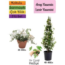 Rafta Nura Botanik Kokulu Arap Yasemini, Izmir Yasemin, Itır Çiçeği 3'lü Bahçe Seti