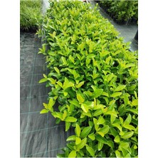 Rafta Serada Decor & Plant Viburnum Lucidum Çit Bitkisi, 15-25 Cm, Saksılı, Dış Mekan Ağacı